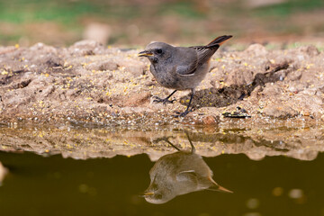 colirrojo tizón en el bosque mediterráneo (Phoenicurus ochruros)