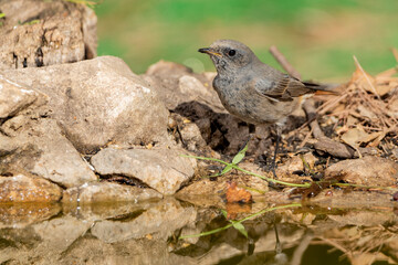 colirrojo tizón en el bosque mediterráneo (Phoenicurus ochruros)