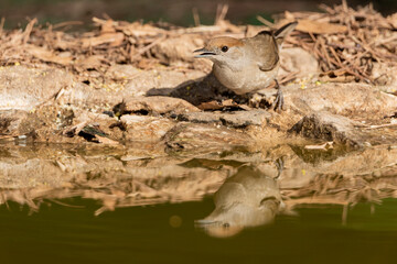  curruca capirotada hembra reflejada en el estanque del bosque mediterráneo (Sylvia atricapilla) Ojén  Málaga Andalucía España