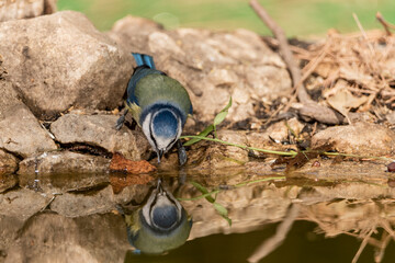 herrerillo común bebiendo agua y reflejado en el estanque del bosque  (Cyanistes caeruleus)​ Ojén Andalucía España	