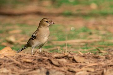 pinzón vulgar  posado en el suelo del parque (Fringilla coelebs) Ojén Andalucía España	