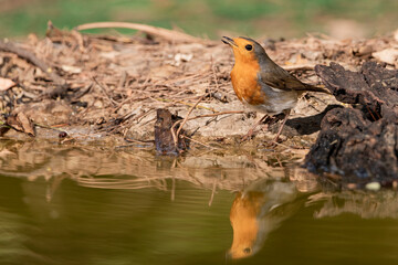 petirrojo europeo​  bebiendo en el estanque del bosque (Erithacus rubecula) Ojén Andalucía España	