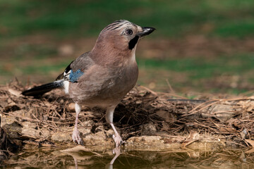 arrendajo en el estanque del bosque (Garrulus glandarius) Oj&eacute;n  M&aacute;laga Andaluc&iacute;a Espa&ntilde;a