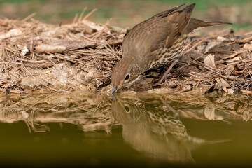 zorzal común en el bosque mediterráneo (Turdus philomelos) Ojén  Málaga Andalucía España