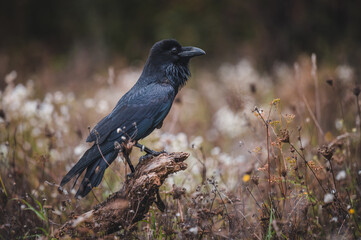 Obraz premium Common raven (Corvus corax) sitting on dry branch. Common raven portrait.