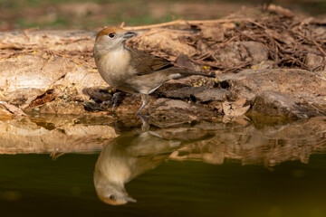  curruca capirotada reflejada en el estanque del bosque (Sylvia atricapilla) Ojén  Málaga Andalucía España