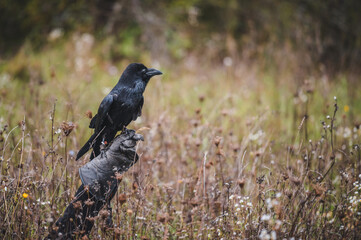 Common raven (Corvus corax) sits on glove falconer. Common raven portrait.