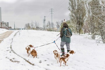 hunter walking his dogs in a snowy field on a winter's day in forest