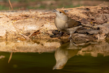  curruca capirotada hembra reflejada en el estanque del bosque mediterráneo (Sylvia atricapilla) Ojén Andalucía España	