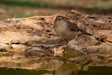  curruca capirotada hembra en el bosque mediterráneo (Sylvia atricapilla) Ojén Málaga Andalucía España