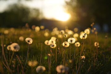 field of dandelions