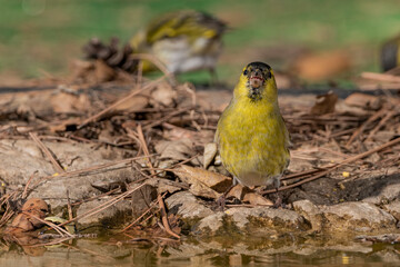 Jilguero lúgano en el suelo del bosque (Carduelis spinus) Ojén  Málaga Andalucía España