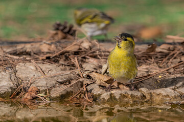 Jilguero lúgano en el suelo del bosque (Carduelis spinus) Ojén  Málaga Andalucía España