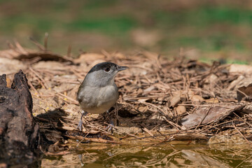 Fototapeta premium curruca capirotada (Sylvia atricapilla)
