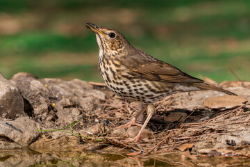 zorzal común en el bosque mediterráneo (Turdus philomelos) Ojén  Málaga Andalucía España