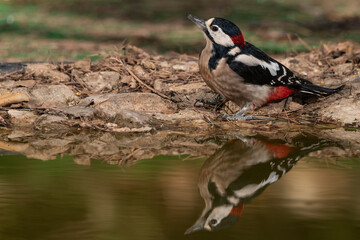  pico picapinos bebiendo y reflejado en el agua  (Dendrocopos major)  Ronda Málaga Andalucía España	