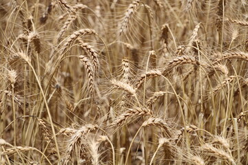 golden wheat field