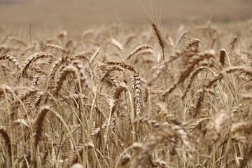 golden wheat field