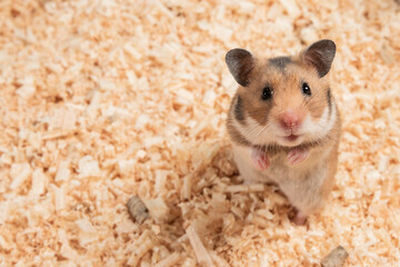 Hámster simpático de pie mirando a la cámara 