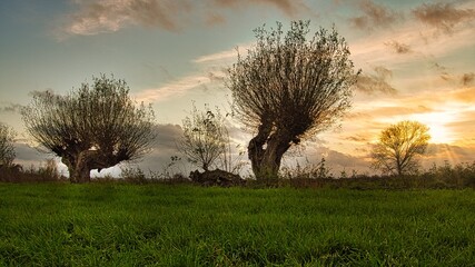 willow tree © Ralf