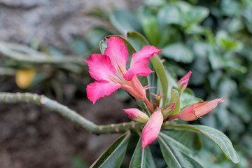 The frangipani flower in bloom is taken close up