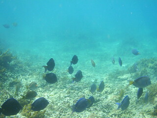 Photo sous marine d'un banc de poisson