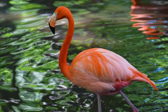 flamingo reflections 