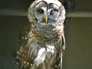 One-eyed owl