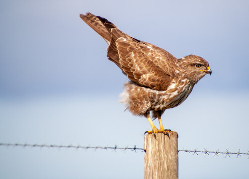 buizerd
