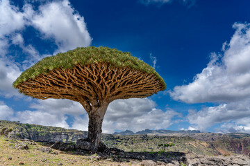 exotic and unique Socotra dragon tree, Dracaena cinnabari