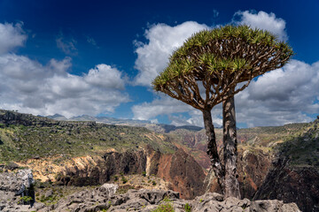 Fototapeta na wymiar exotic and unique Socotra dragon tree, Dracaena cinnabari