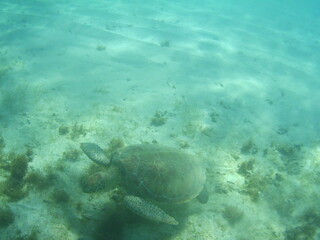 Photo sous marine d'une tortue