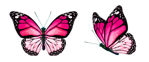 Color monarch butterflies, isolated on the white background - obrazy, fototapety, plakaty
