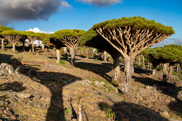 Fototapeta na wymiar exotic and unique Socotra dragon tree, Dracaena cinnabari