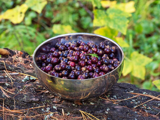 Bowl of wild black currant berries. Bowl with collected wild berries stands on a stump in the forest. Gifts of nature, black currants in a silver bowl.