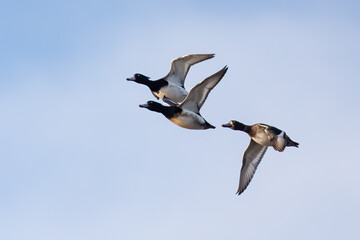 Tufted Duck