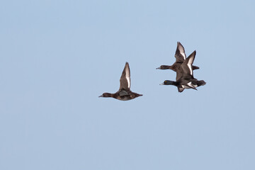 Tufted Duck