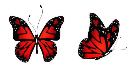 Plakat Color love-butterflies with hearts in the wings, isolated on the white background