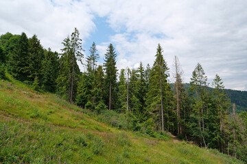 Fototapeta na wymiar Forest in Carpathian Mountains in Ukraine