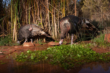 Wild turkeys browse on watercress at the edge of a shallow pool of water with cattail reeds in the background.