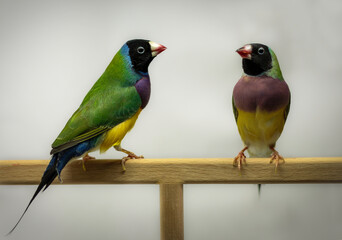 A pair of perfectly colored gouldian finches from Australia