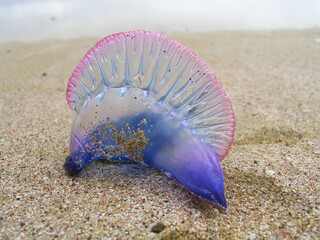 A portuguese man-o-war jellyfish on the beach