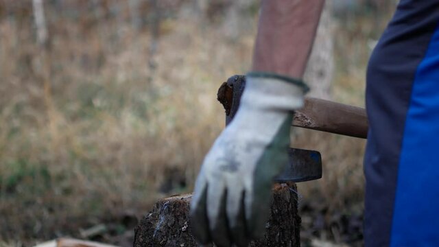 A close up of splitting firewood with a hand ax. Preparing firewood for the winter, A young man's hand in protective gloves places oak logs on a stump and splits them with an axe