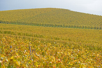 Vines and Lake