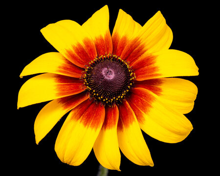 Black Eyed Susan On Black