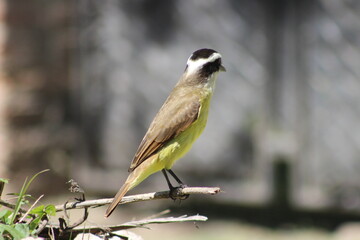 birds