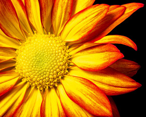 Orange and Yellow mum closeup