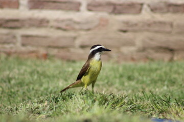 birds