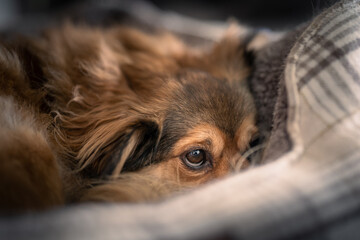 A dog on a curled-up bed looks sad-eyed in a close-up shot.