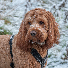 Snow covered cockapoo dog looking for his owner